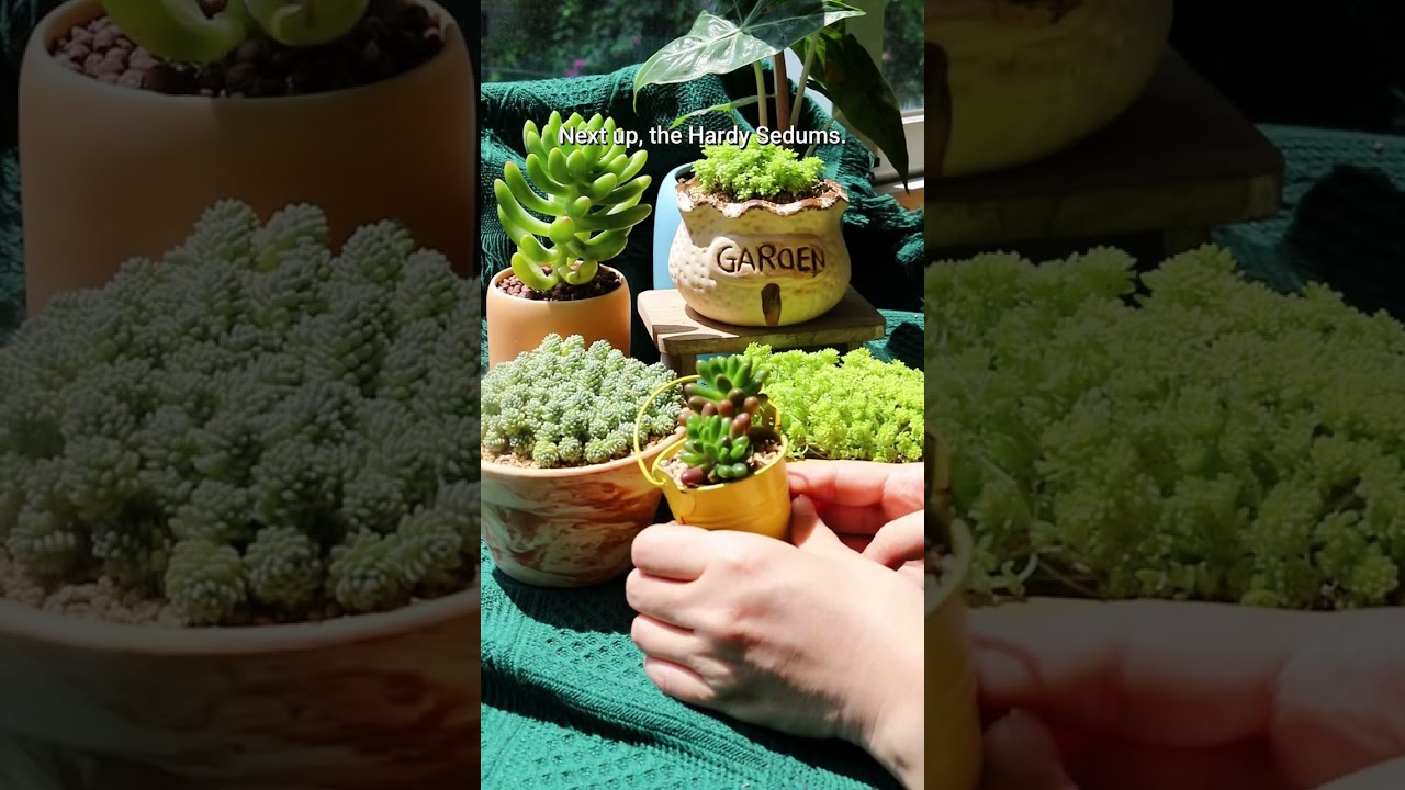Succulents that could survive a winter outdoors #succulents #winter #succulent #plants