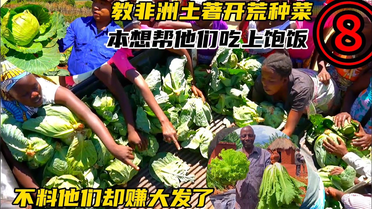 教非洲土著开荒种菜，本想帮他们吃上饱饭，不料他们却赚大发了