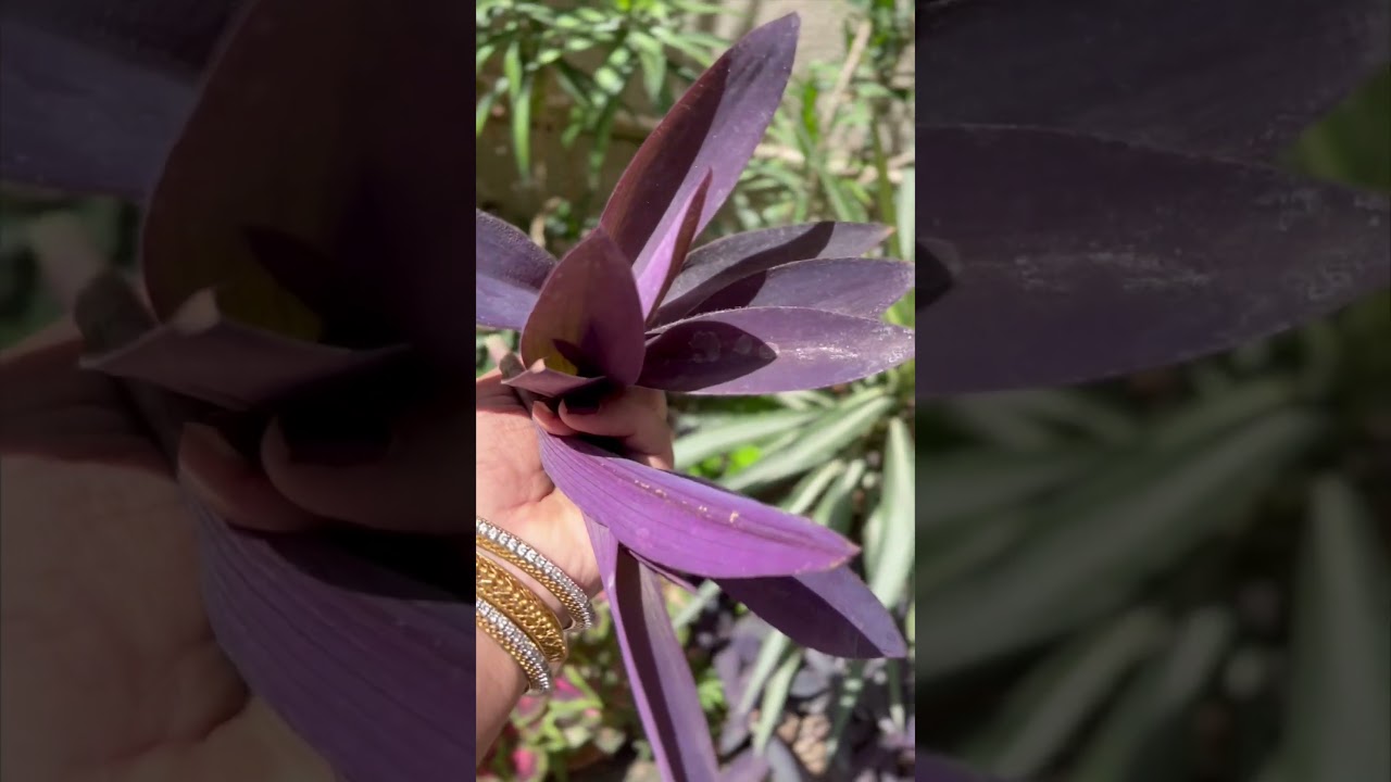 How to maintain purple heart plant 