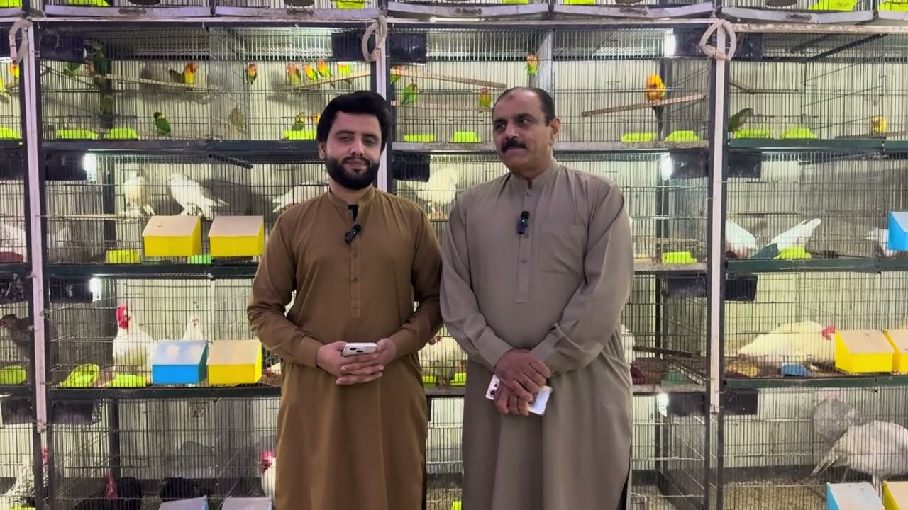 Multan Sunday Birds Market Rasheedabad 24 November 2024 | pakistan bird market video par 2