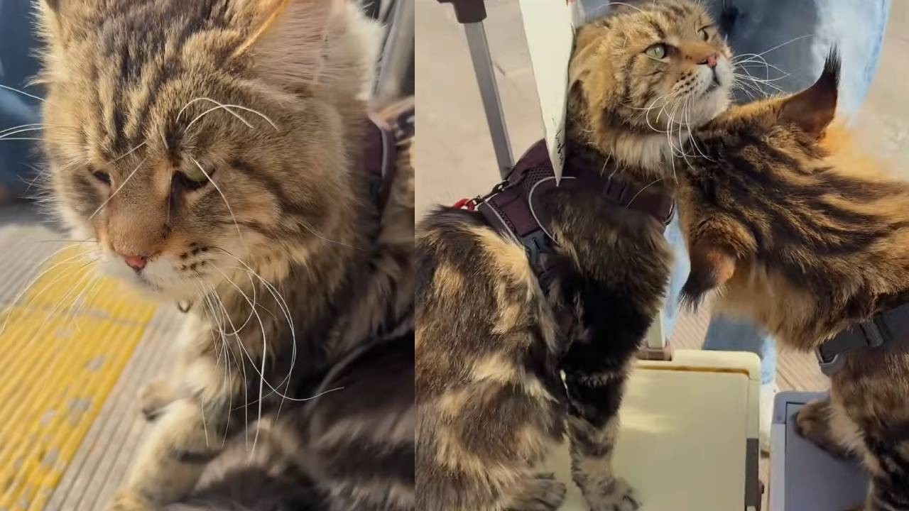粉丝带着自己的猫来聚集，没想到竟是罗宾的侄儿，居然还有这成关系？！可给罗宾宝宝好奇坏了！