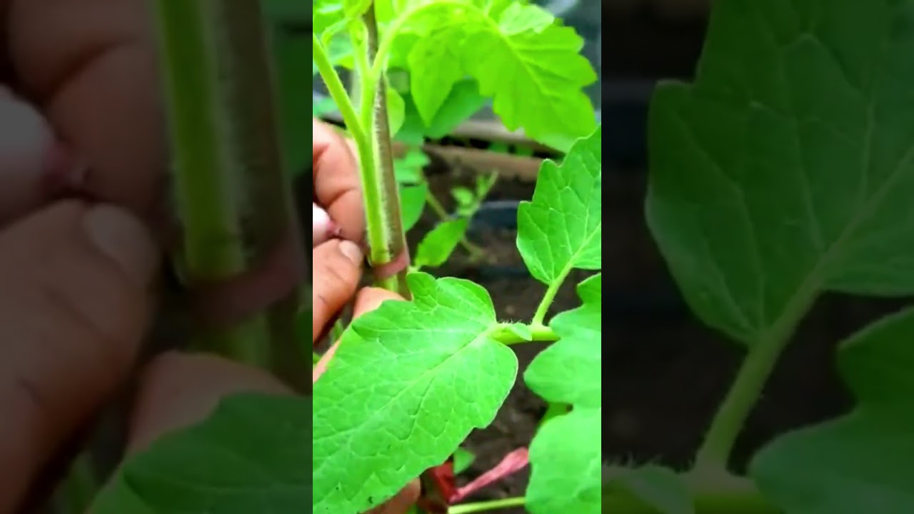 How to Grow Organic Strawberries at Home #shorts #xuhuong #trending #howto #organic #plants