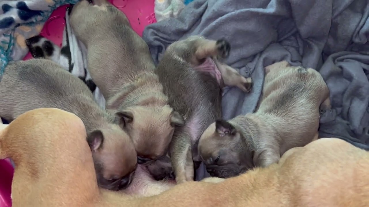 Puppies Family 18 Day Old Puppies Nursing Milk Hungry Greedy Chubby Fur Babies Breastfeeding