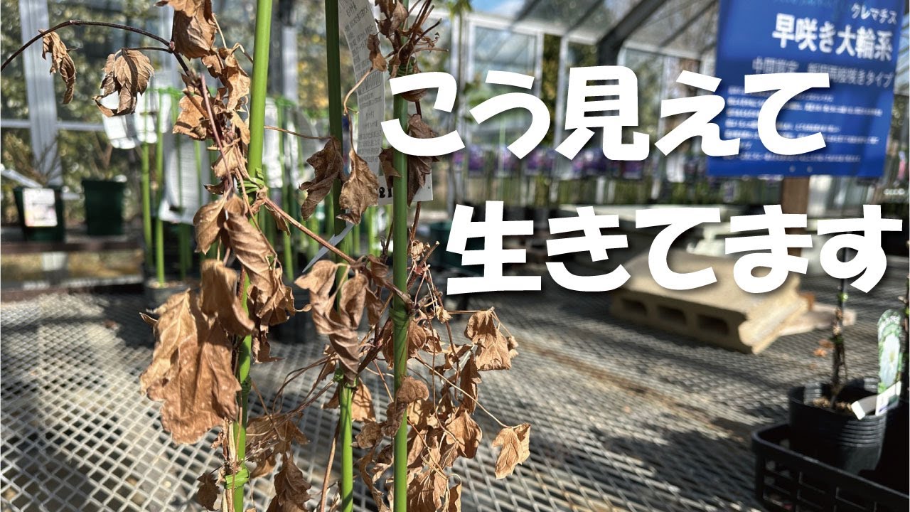 【2月がオススメ】クレマチスの冬剪定を解説します！