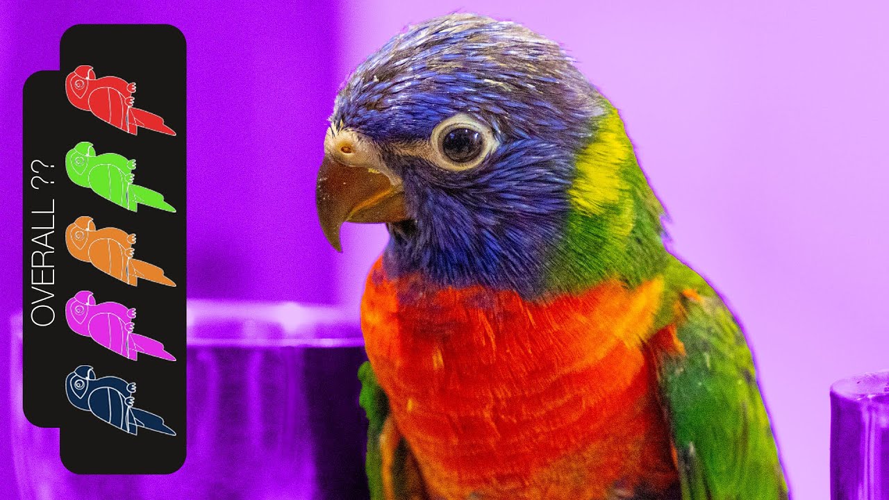 Радужный лорикет — лучший домашний попугай?