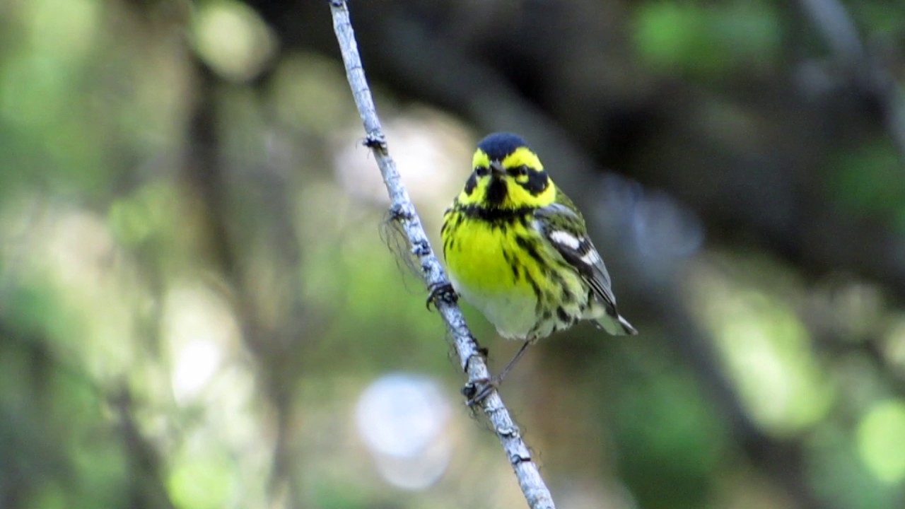 Townsend's Warbler