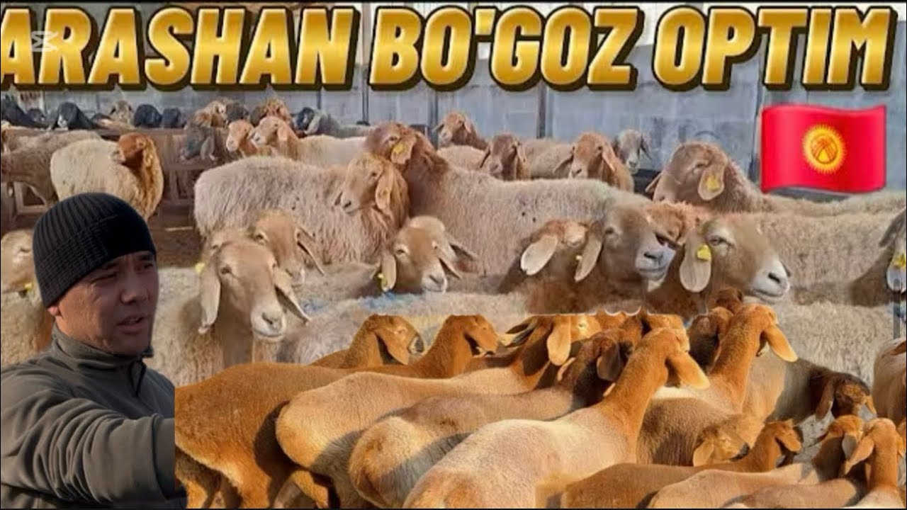 Arashan qõzilar zotga kõpaytirishga zõrlari keldi arzon narxlarda shoshiling 