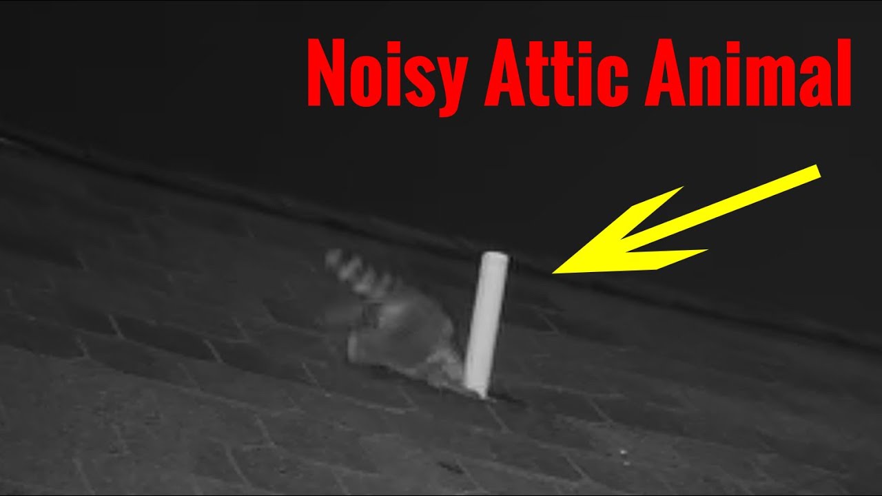 Attic Noise Explained  -  Big Noise Big Animal?  Hilarious outtake at end!