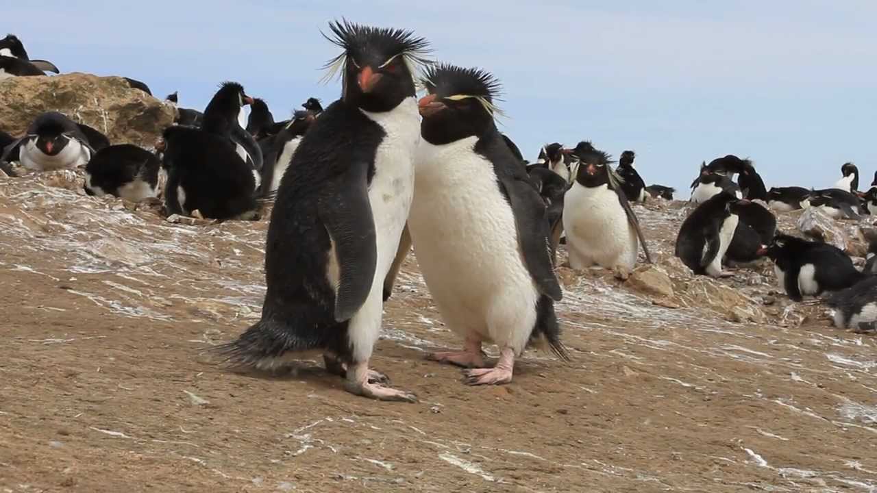 Rockhopper Penguins Approaching the Camera