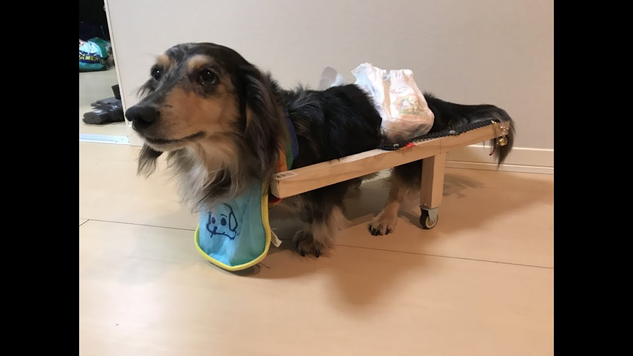 歩けないワンちゃんに歩く喜びを。犬用歩行器の簡単な作り方。