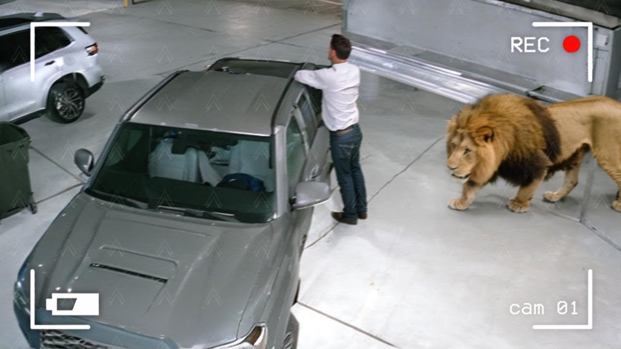 Wild Animals Invading Cities Caught on Camera