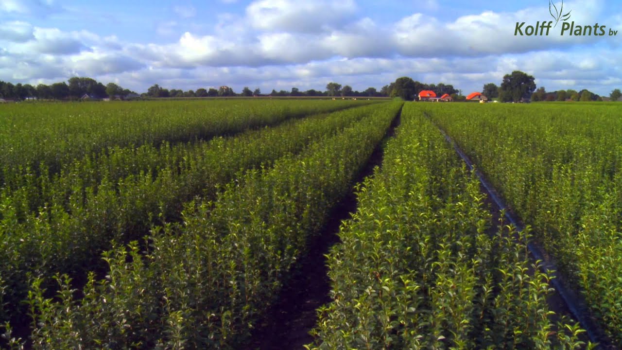 Bare root native hedging plants