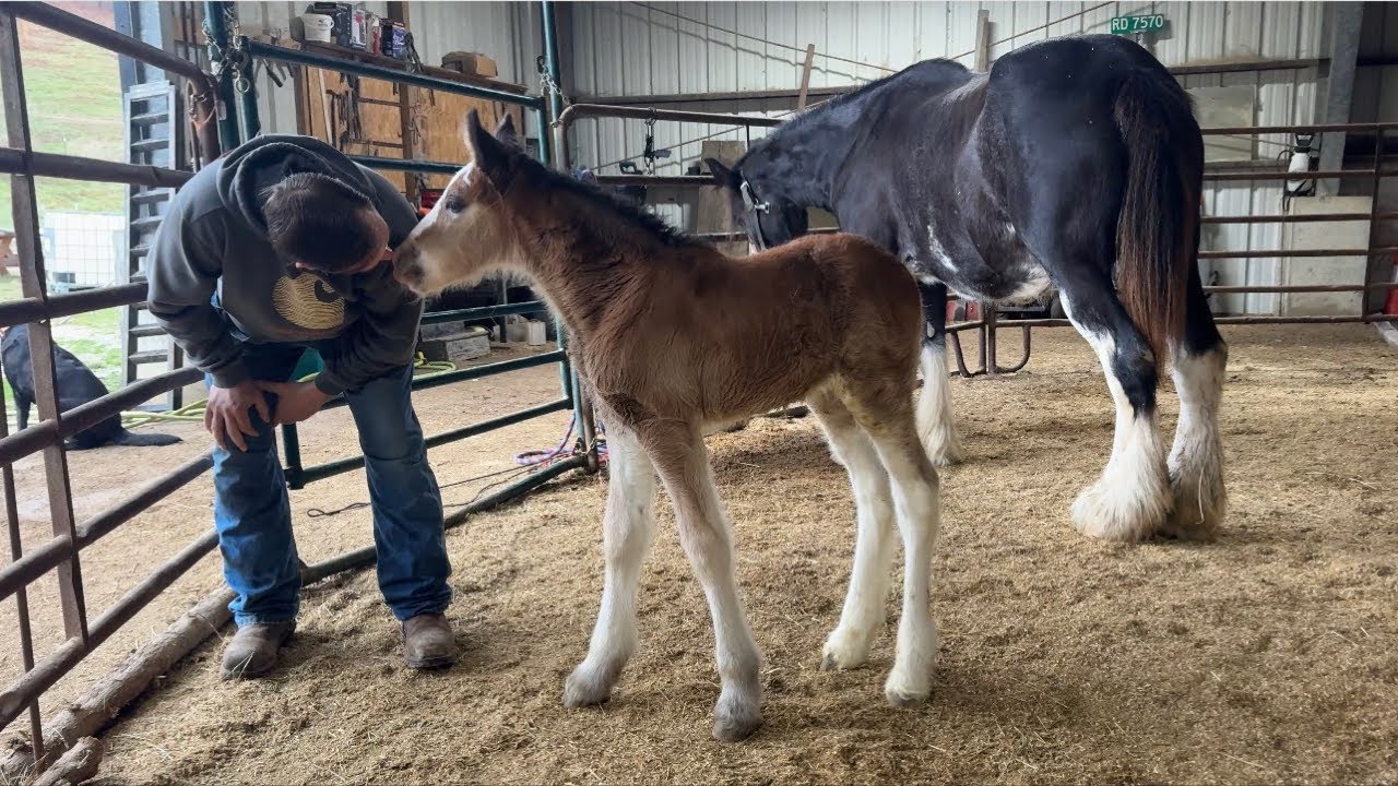 LIVE With Our Baby Clydesdale Horse! | 1 Week Old!