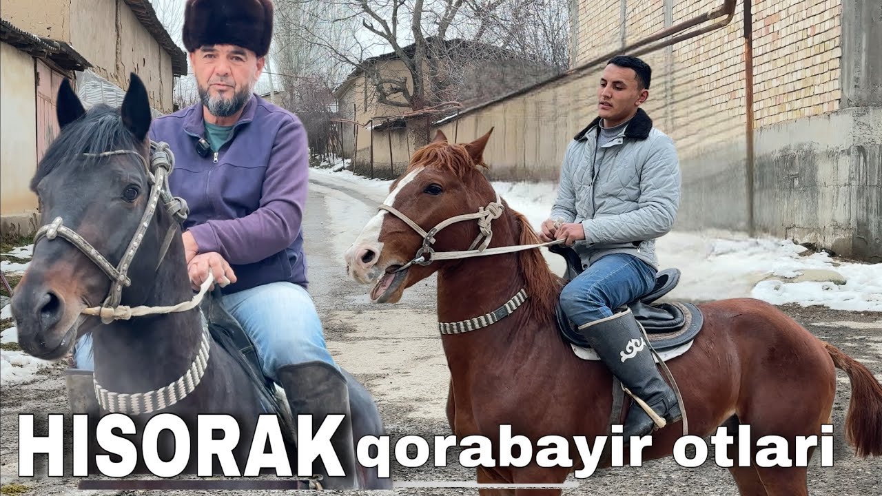 PARKENT HISORAKNING TOZA QONLI QORABAYIR OTLARI SOTILADI