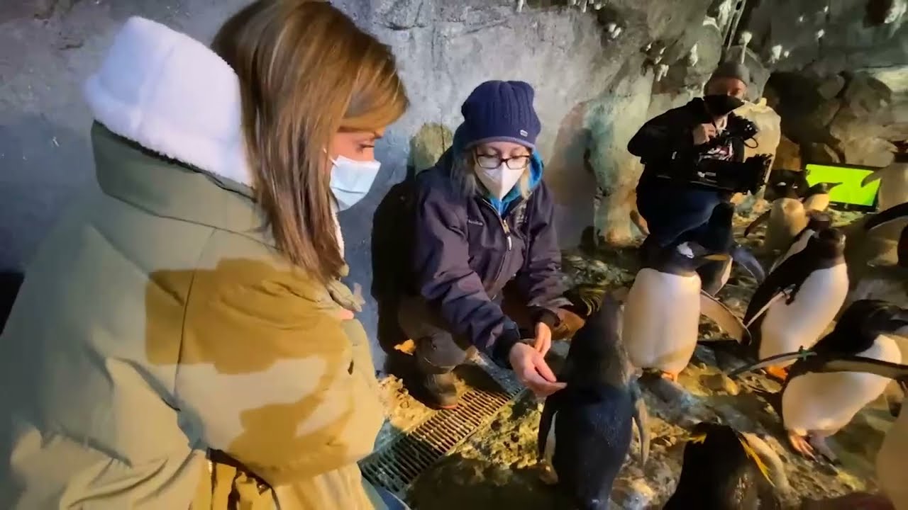 Penguin exhibit at Pittsburgh Zoo