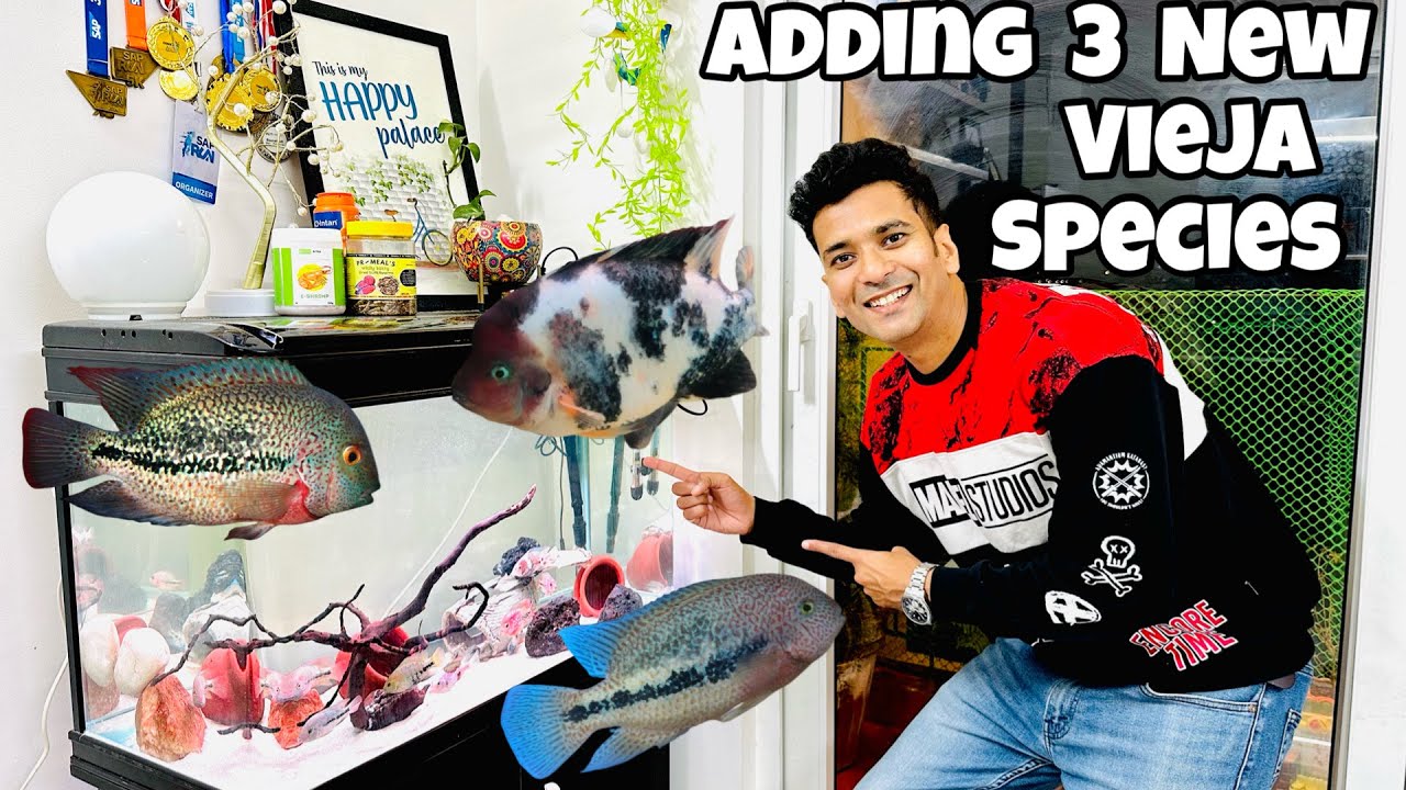 Big Vieja Cichlid Update! 😍 Adding 3 New Species + Giant Vieja Showcase