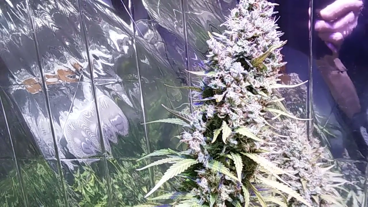 When Is The Best Time To Flush Your Plants?