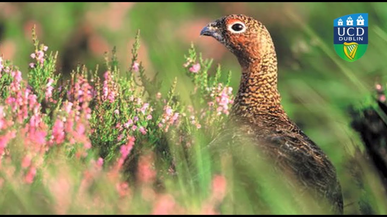 MSc Wildlife Conservation & Management