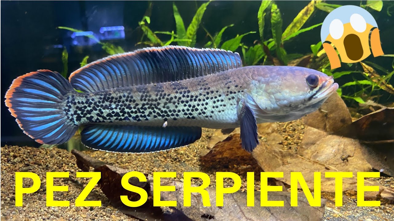 Como CUIDAR una Cabeza de SERPIENTE sin FALLAR en el Intento (Pez Channa)