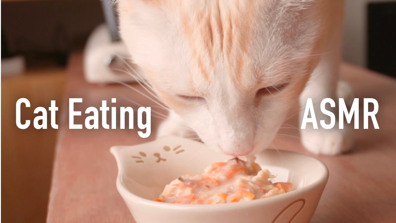 Cat Munching Food for 12 min Straight  • ASMR