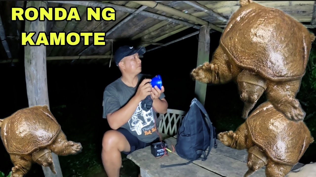 Ronda muna tayo sa kamote  wala ng namakialam sa kamote natakot Ahas pagong nakasalubong namin dami