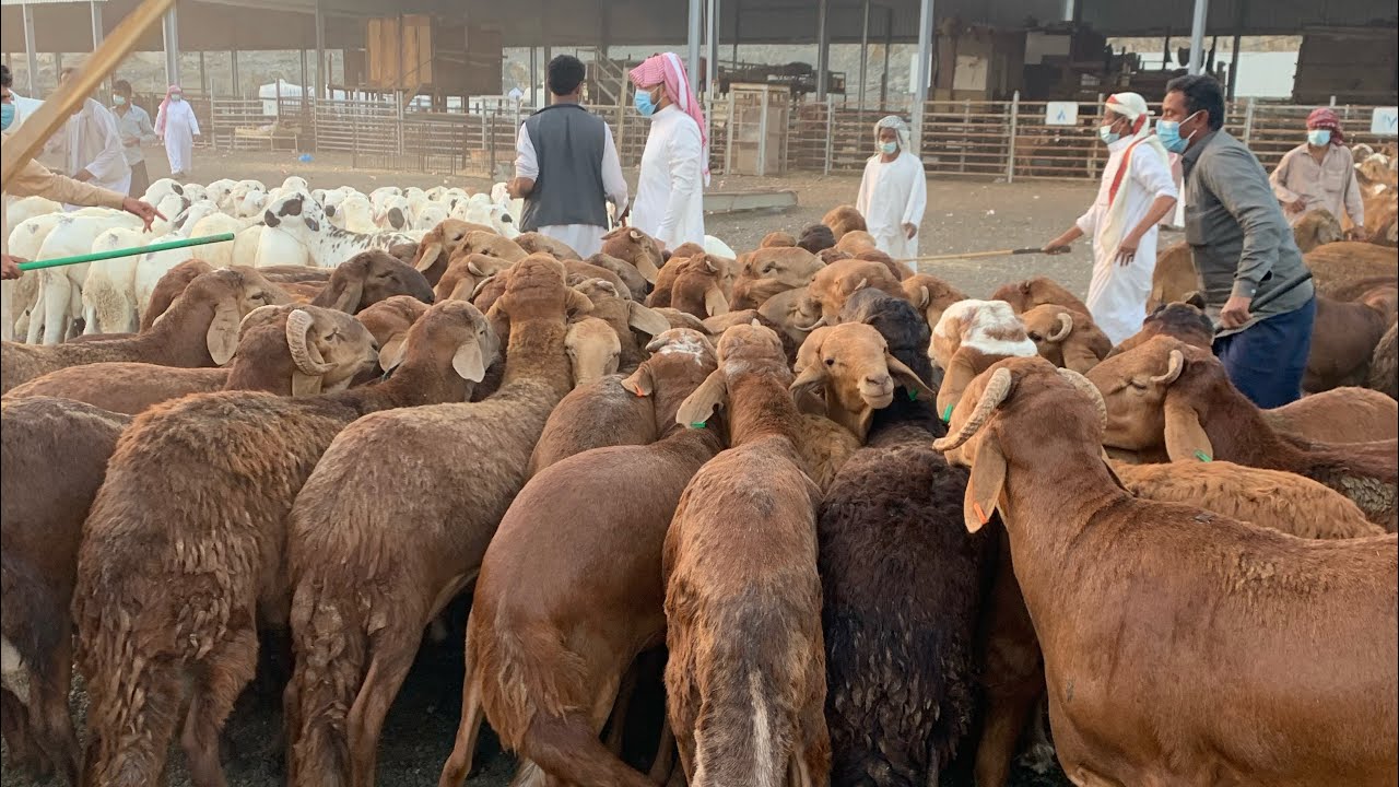 أسعار السواكني ليوم السبت 1442/7/29 بسوق المستورد بالكعكية بمكة المكرمة