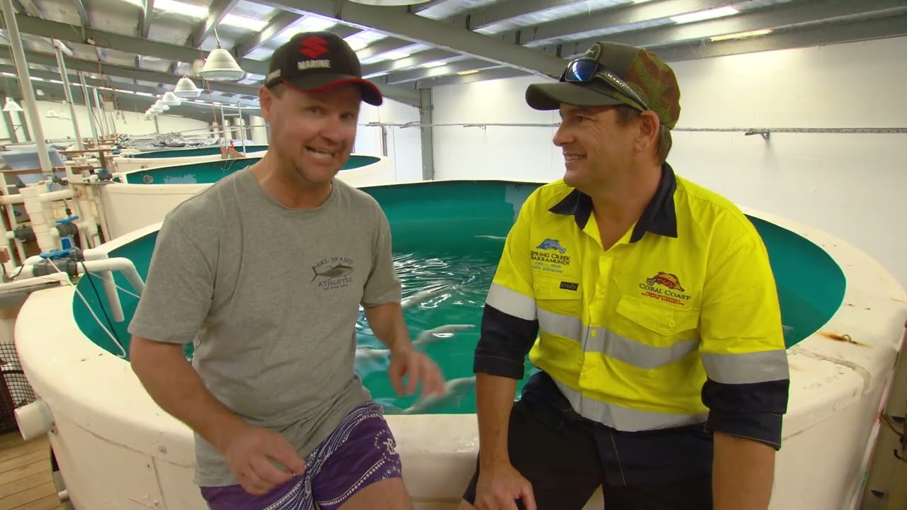 IFISHTV Barramundi Farm Bowen & Mud Crabbing
