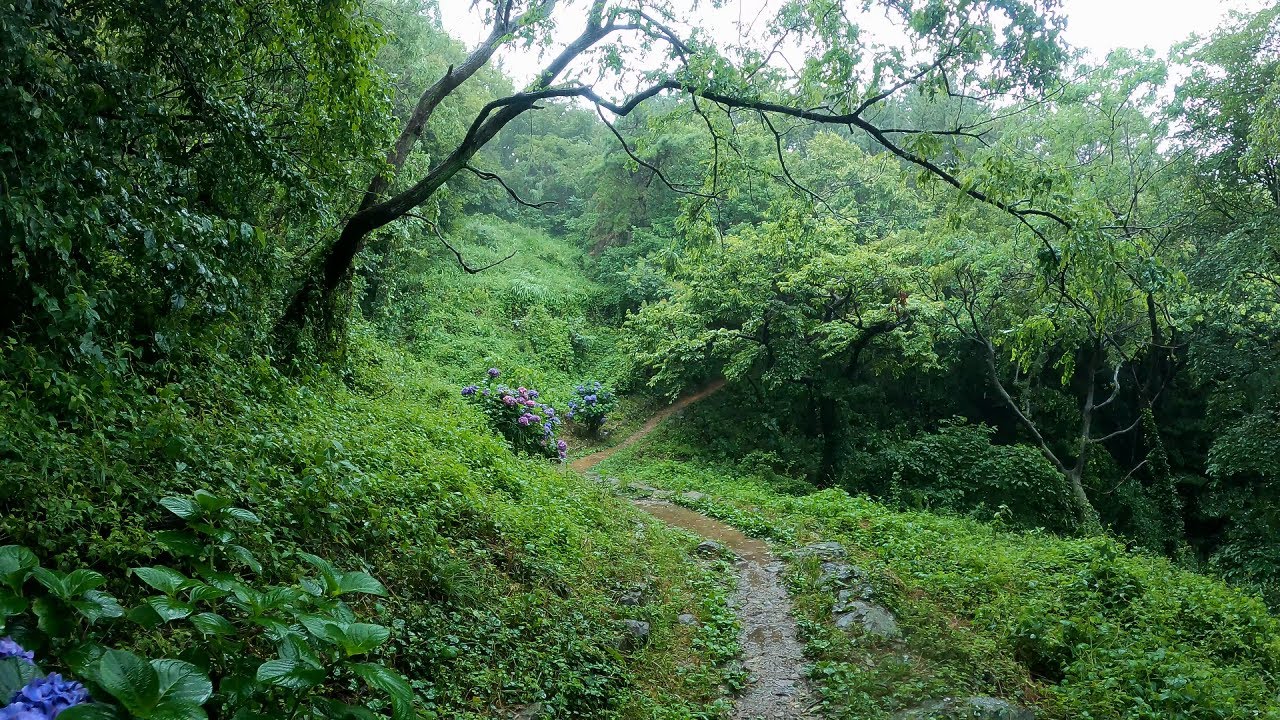【4K】  Rain walk - Forest #5 (walked back)