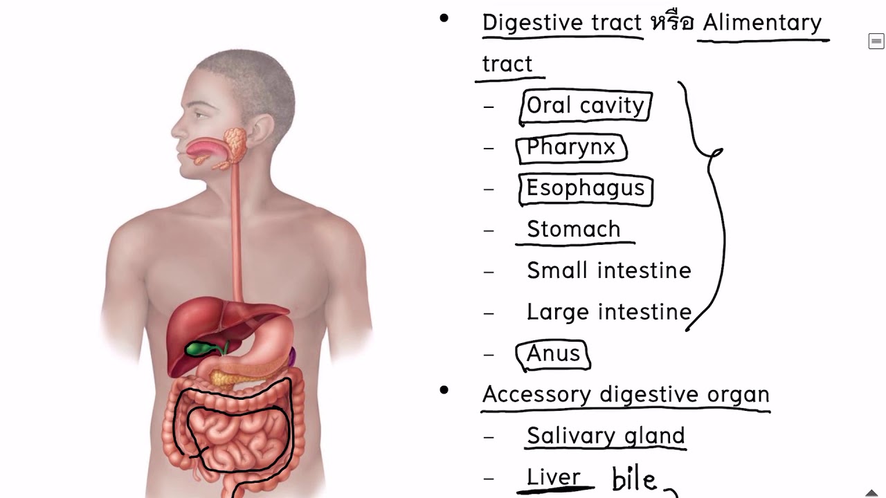 Digestive system part 1/2 รายวิชา Basic anatomy By Aj.Nathamon