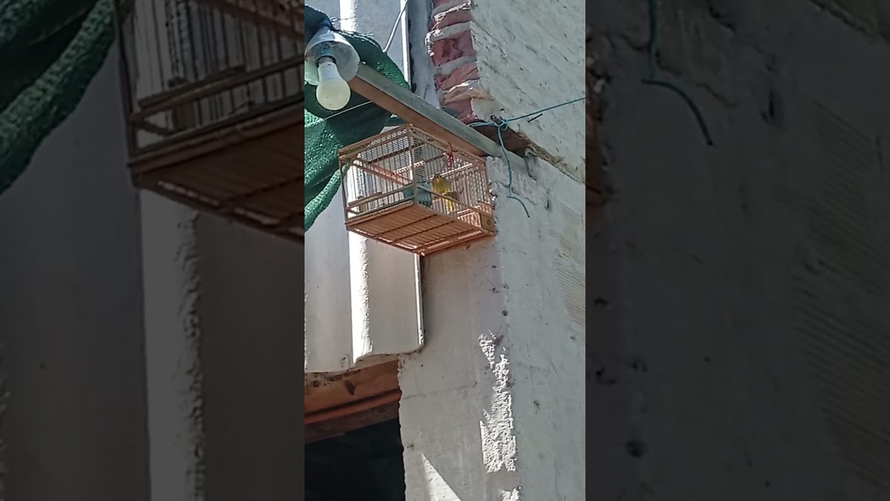 Jilguero El Misil, el solcito haciendo lo suyo 