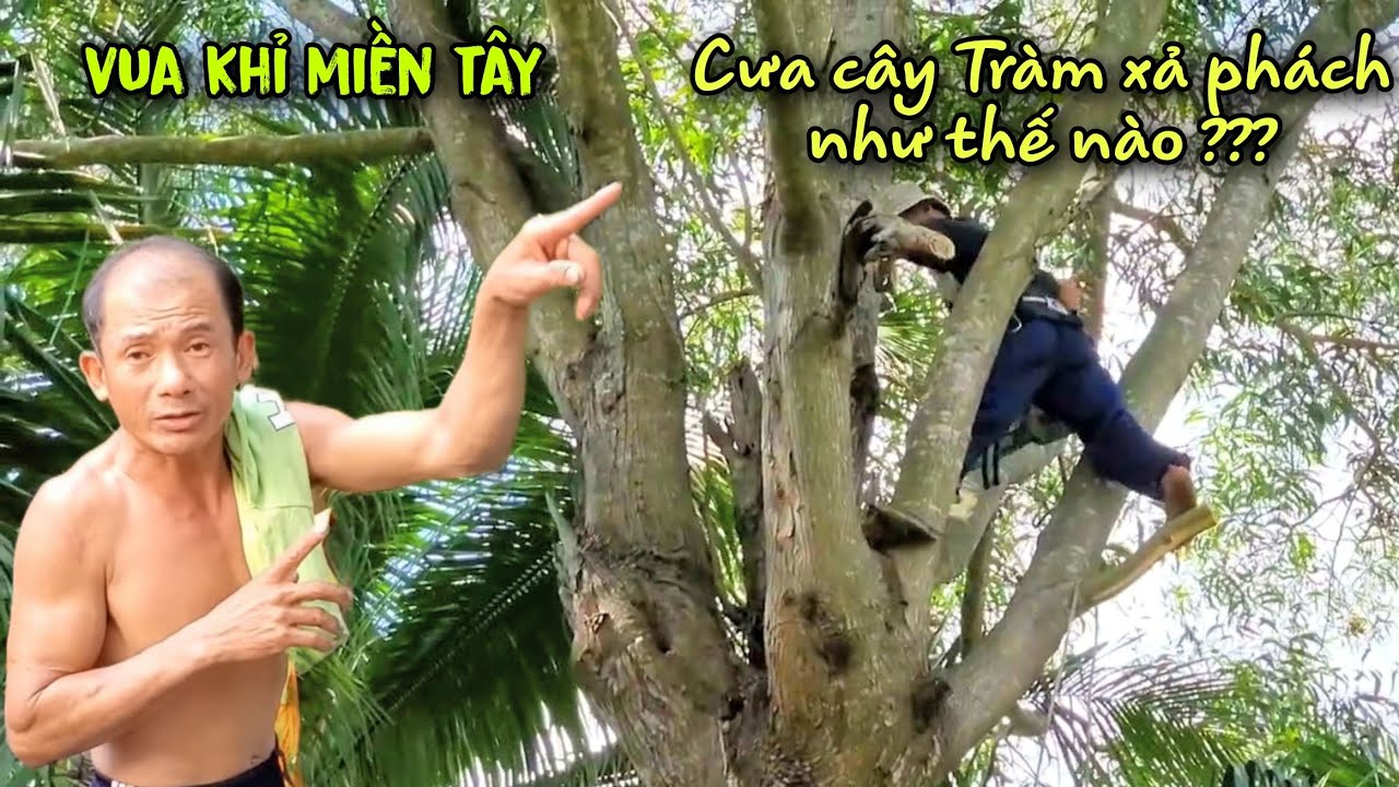 Quá đỉnh! Pha cưa cây Tràm siêu nhánh Vua Khỉ Miền Tây. Cutting down giant Melaleuca tree