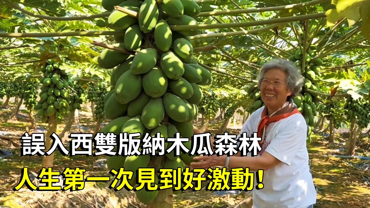 帶著老媽誤入西雙版納木瓜森林，一人高樹上結了幾十個木瓜，人生第一次見到好激動！ 【大海去旅行】