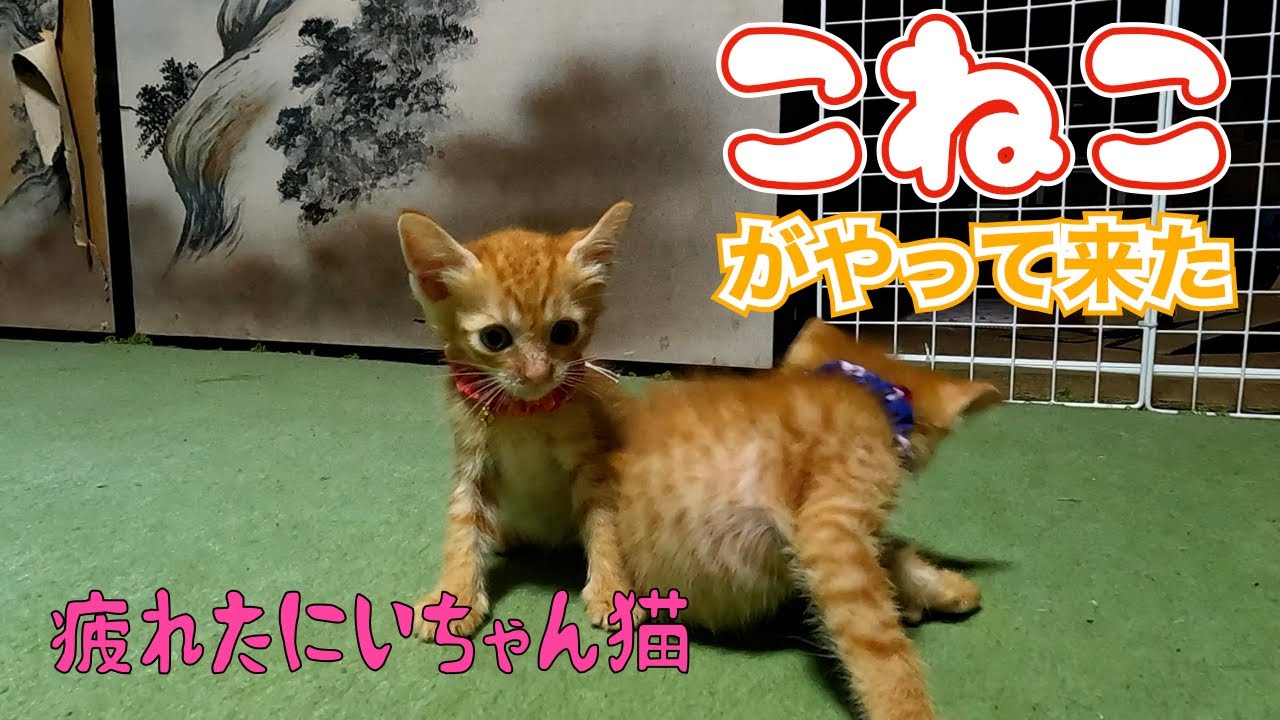 子猫がやって来た‼️😊　　「疲れたにいちゃん猫」