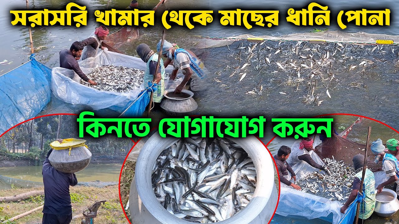 সরাসরি খামার থেকে মাছের ধানি পোনা কিনতে যোগাযোগ করুন | মাছের পোনা বিক্রয় কেন্দ্র চাঁচড়া যশোর