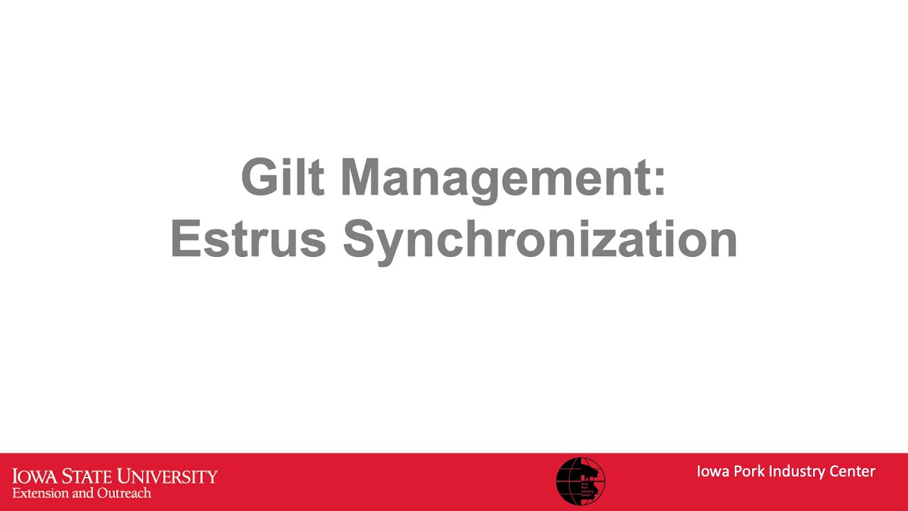 Gilt Development Series: Estrus Synchronization