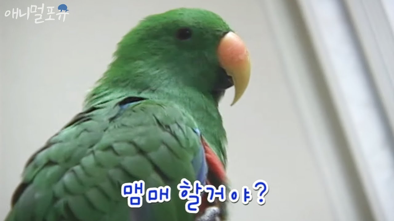 마! 부산사투리 쓰는 앵무새 본적있나? 앵무새 제리 [주주클럽] too talkative parrot, Jerry