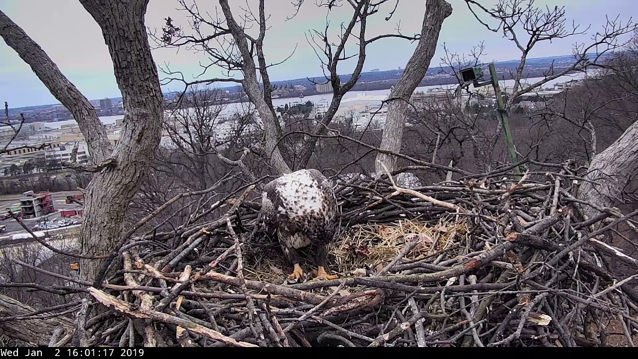 ECC Eagle Cam 2019 - 2 Year Old Eagle Attempts To Take Down Camera!!!