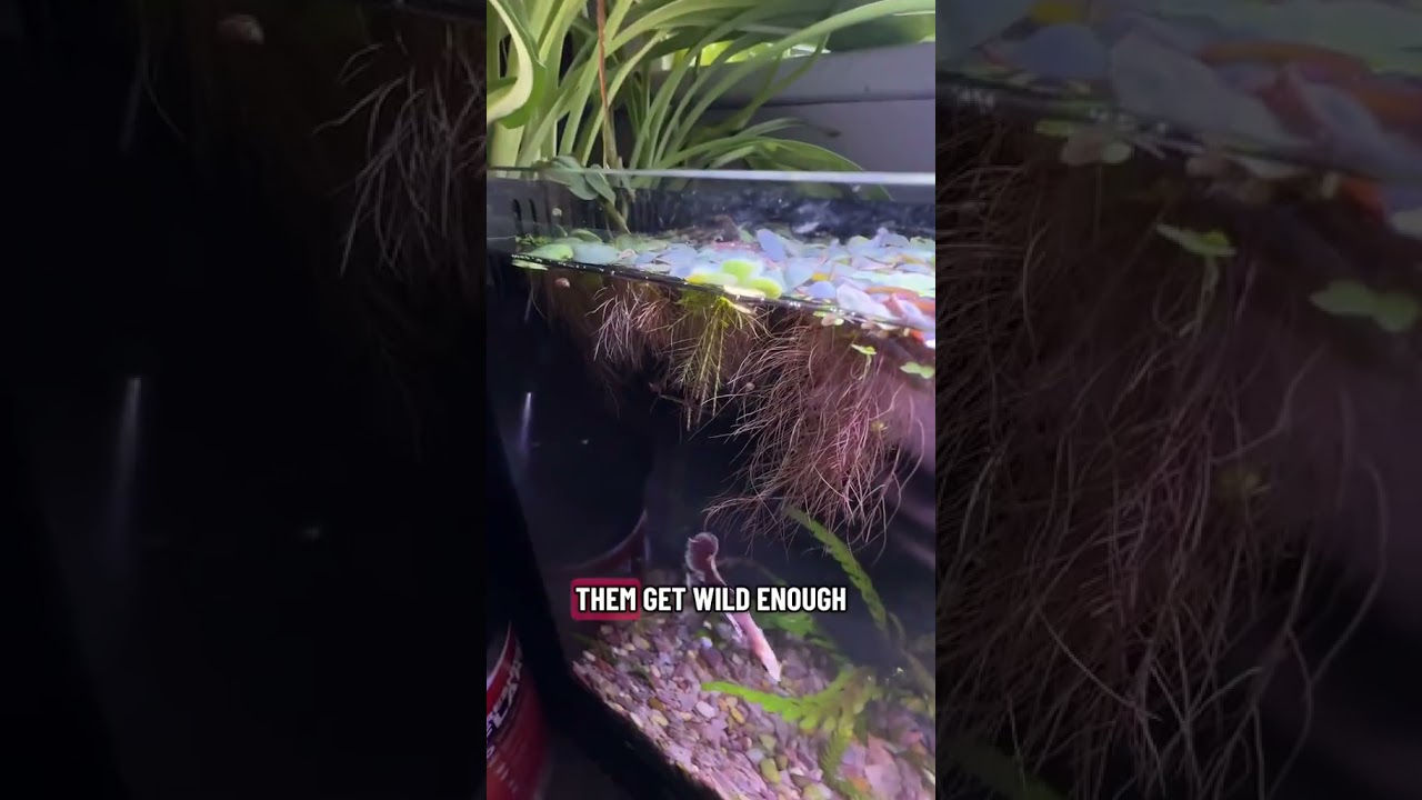 Red Root Floaters | Easy Floating Aquarium Plant for Beginners