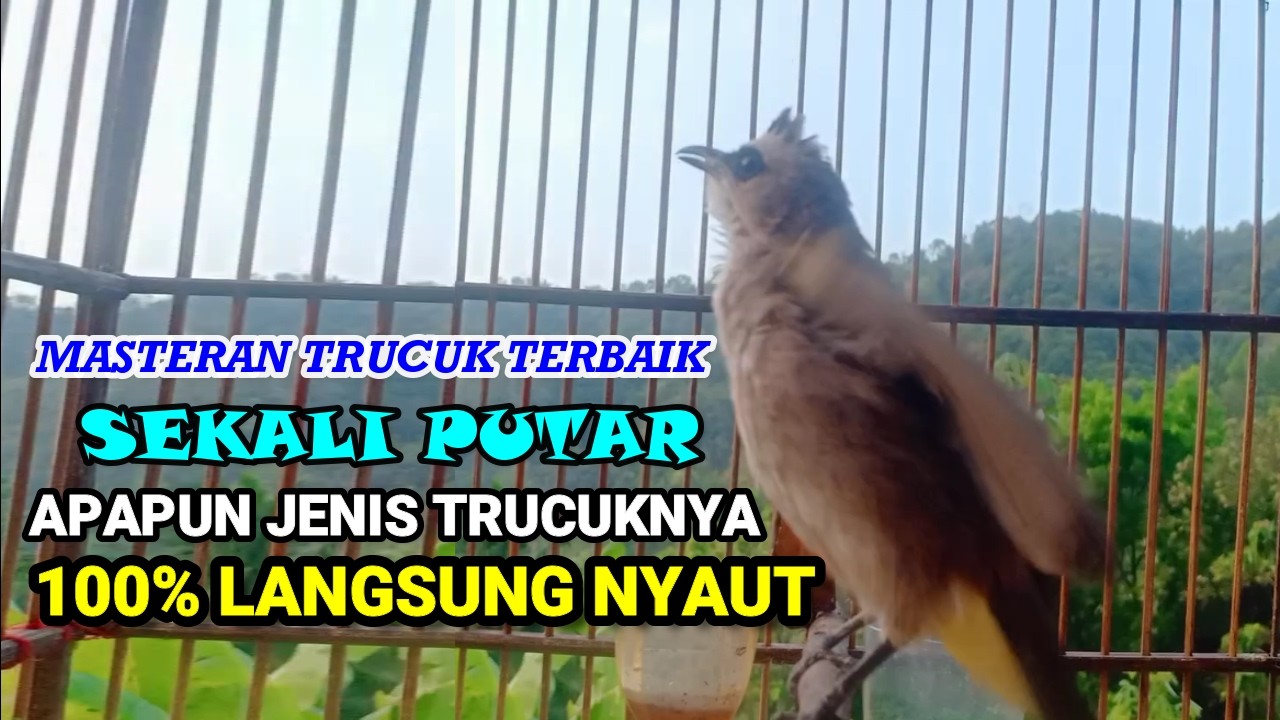 TRUCUKAN GACOR NGUPLIK | Masteran TRUCUKAN Terbaik Trucuk Malas Bunyi Jadi Gacor Ropel Panjang