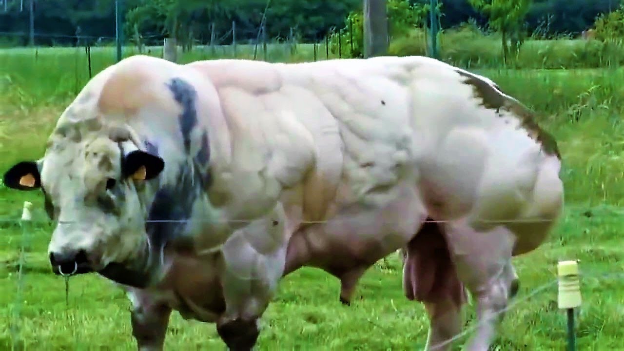 This Hulking Bull Was Bred For Its Meat, But When It Tries To Move The Controversy Becomes Clear