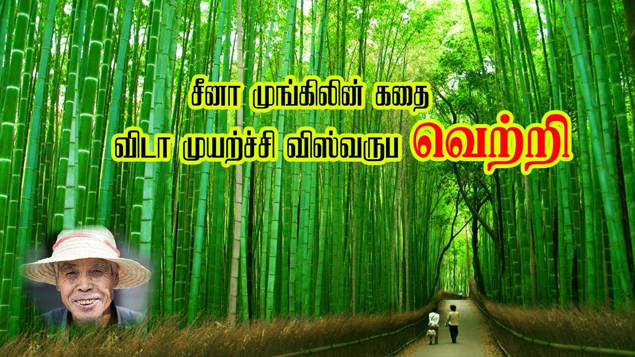 சீனா மூங்கிலின் வெற்றி பயணம் |Success Story Of China Bamboo | Ullathanaya Uyarvu