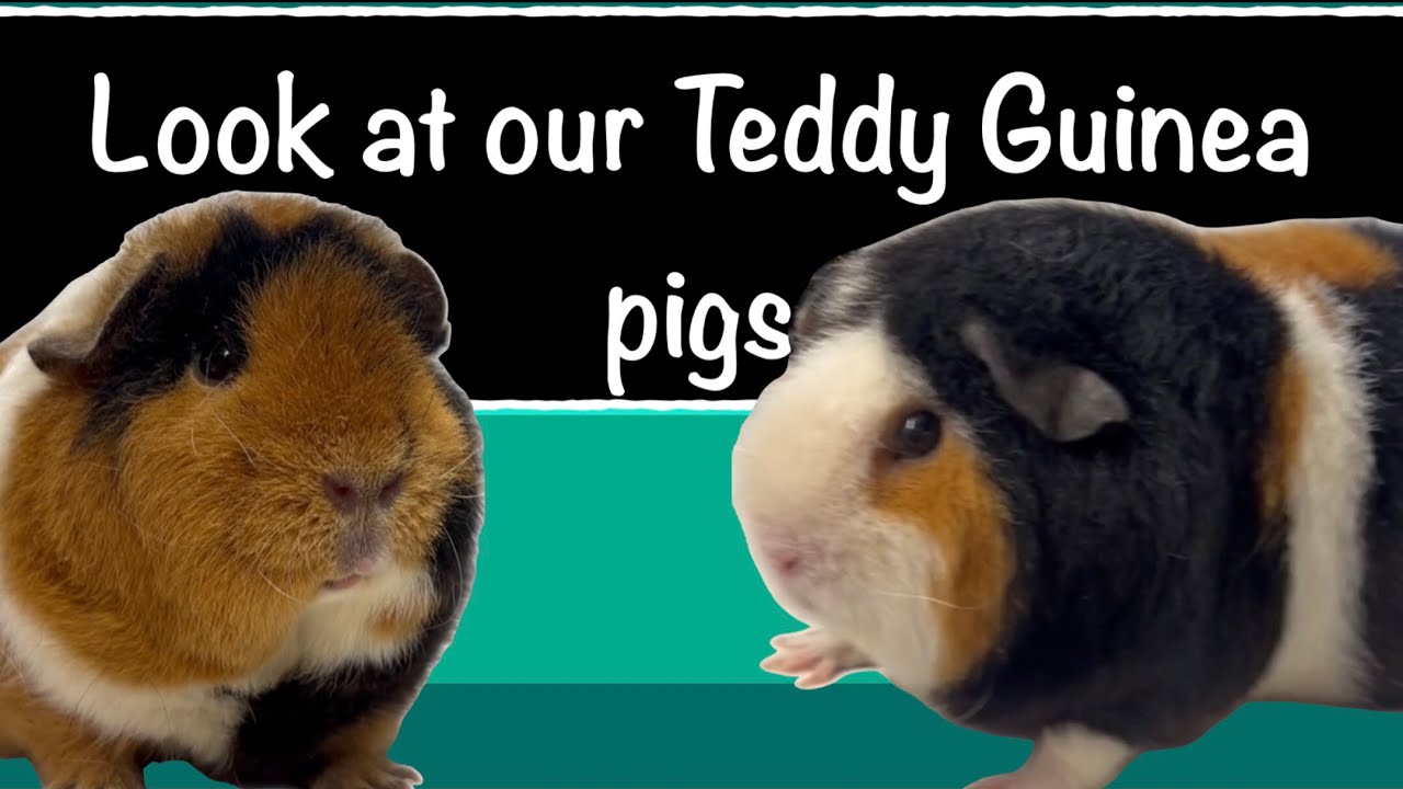 Take a look at the Teds in the our sheds ! Teddy guinea pigs everywhere 