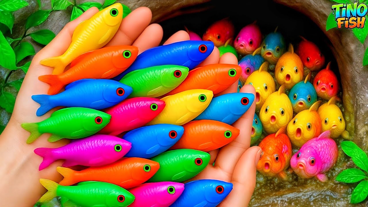 Catch Colorful Ornamental Fish In Tiny Pond, Baby Turtle, Goldfish, Platy Fish, Betta Fish, Cute Koi