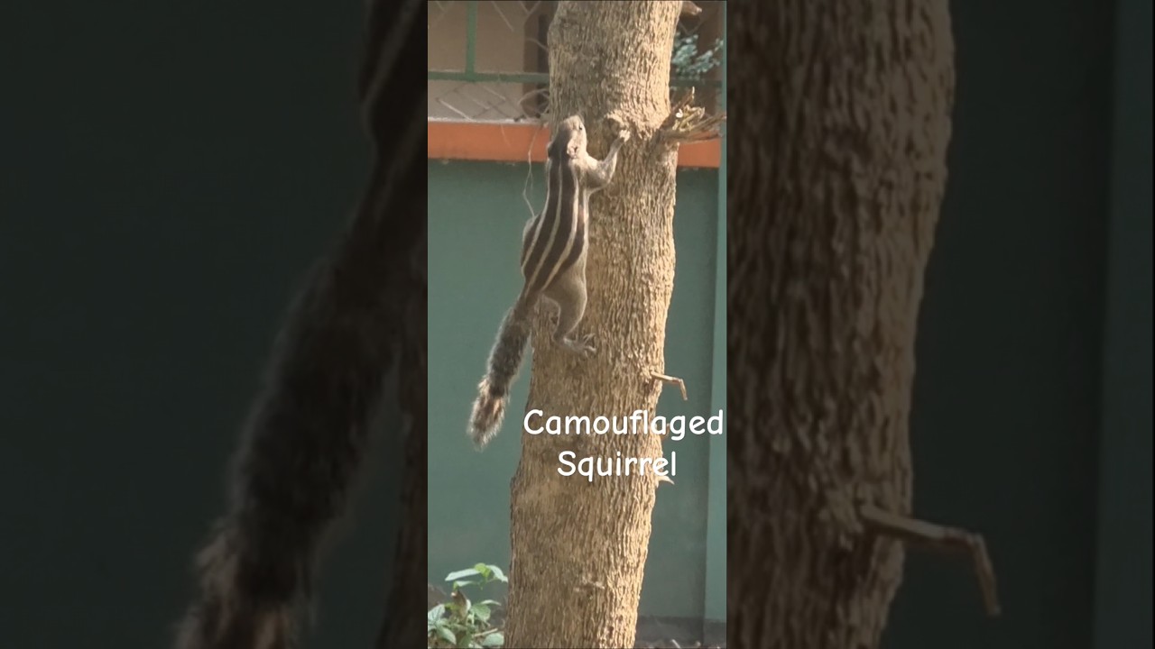 Why Squirrels Are Hard To Spot ? #Squirrel #cuteanimals #camouflage