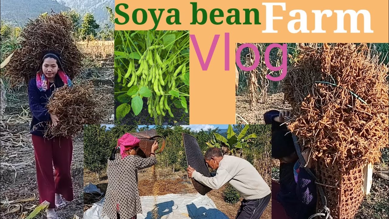 SOYA BEAN FARM VLOG. ARUNACHAL PRADESH SIANG