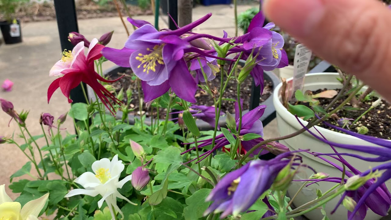 Columbine o aqulijia