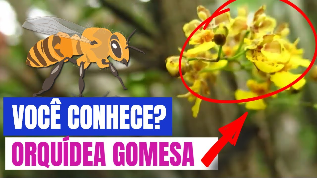 COMO CUIDAR DE ORQUÍDEAS GOMESA