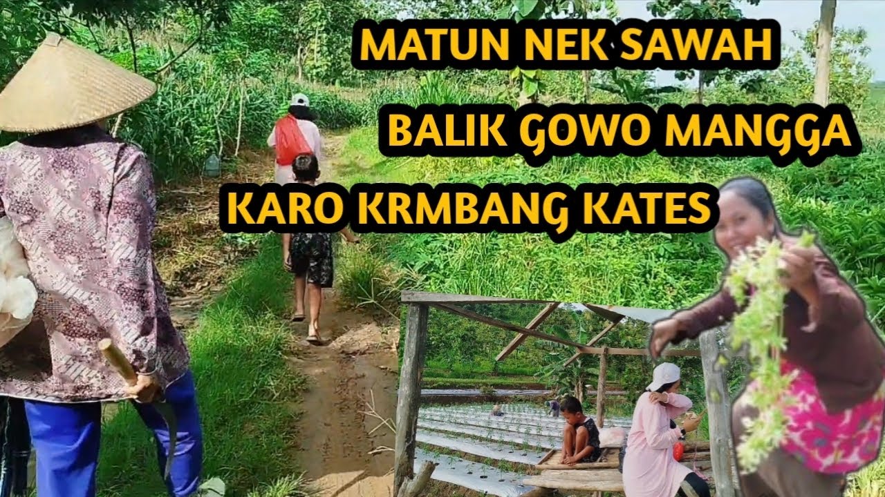 MATUN LOMBOK NEK SAWAH🌶🌶 || BALEK BALEK GOWO SEMBARANG GUYS🌿🌱🌳