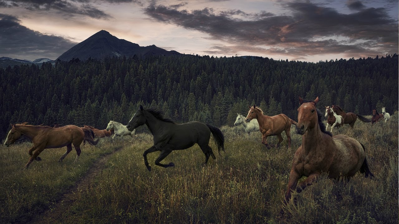 I'm Listening || Wild Horses Music Video