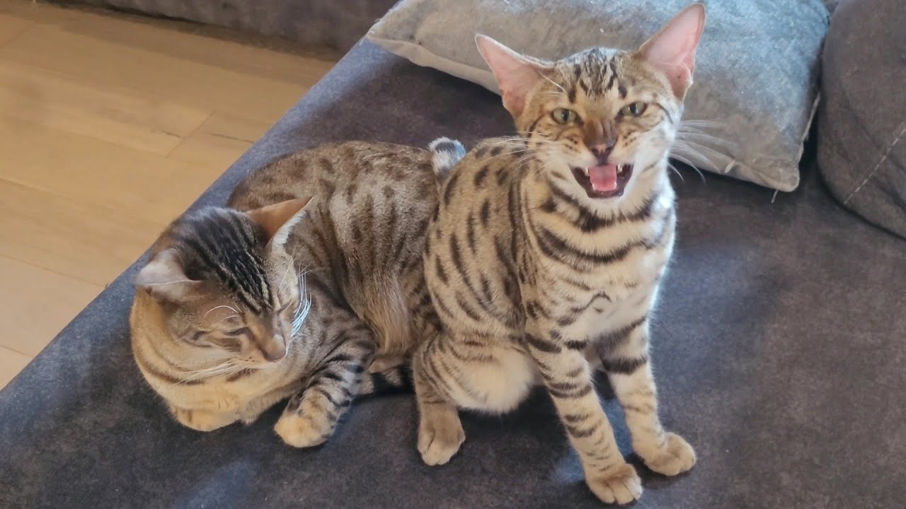 Welcome Home Mylo - My New Savannah Cat(F4)
